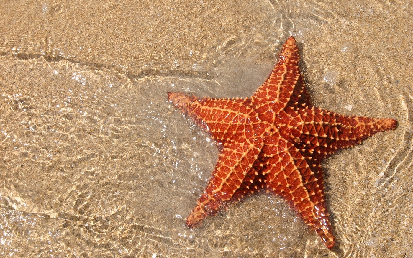 Praiana, brand identity, image 3